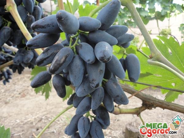 Виноград Викинг: описание, посадка, выращивание и уход